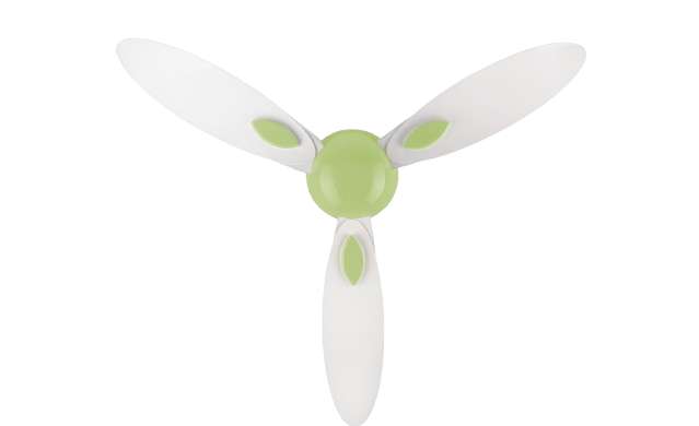 Bloom Plumeria